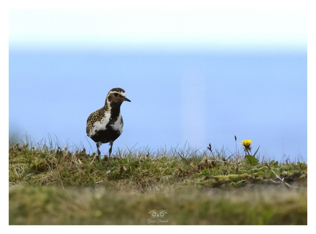 Siewka złota (Pluvialis apricaria), Islandia 2026.06