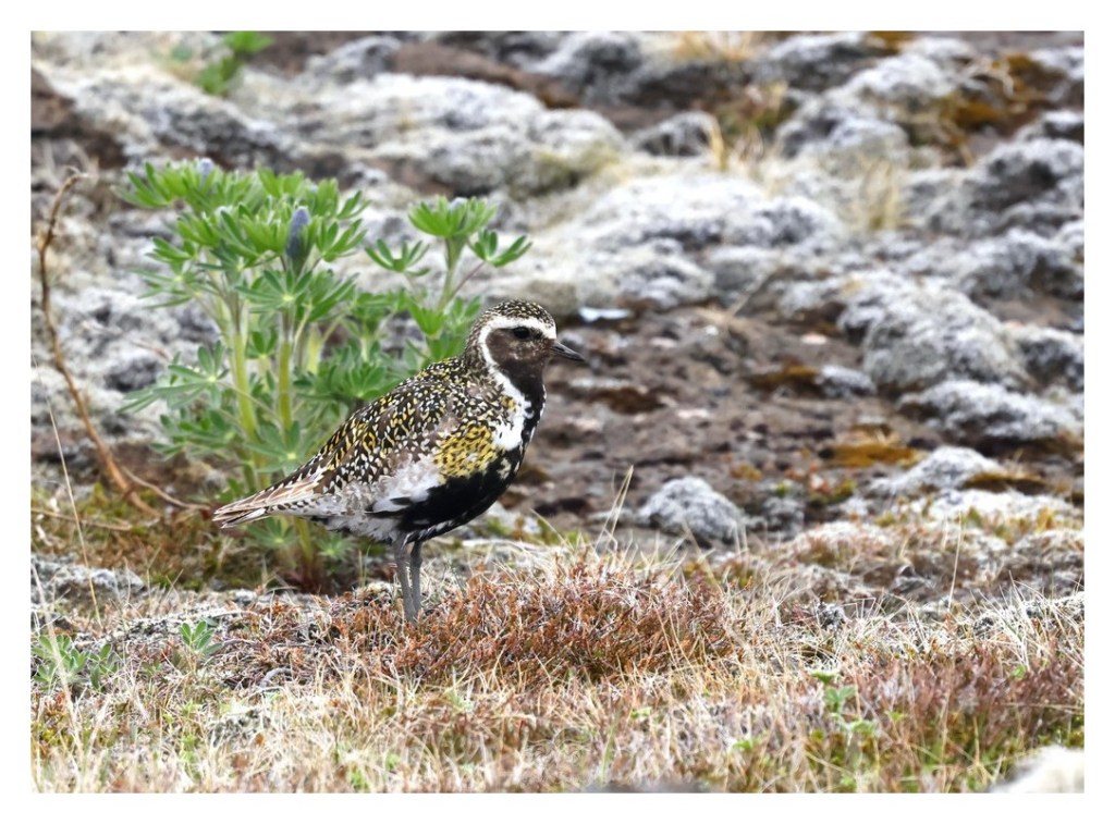 Siewka złota (Pluvialis apricaria), 
Islandia 2026.06