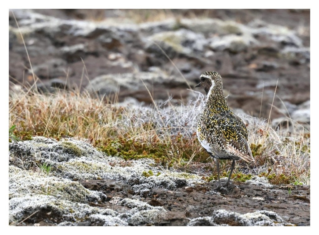 Siewka złota (Pluvialis apricaria), 
Islandia 2026.06