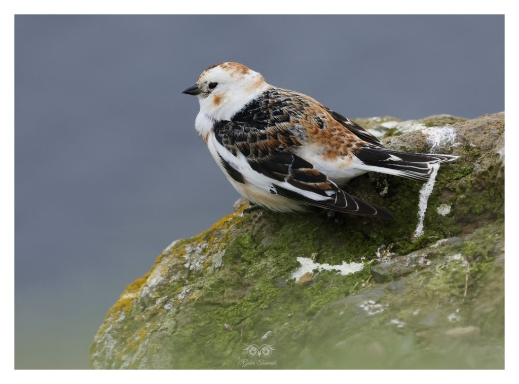 Śnieguła (zwyczajna) (Plectrophenax nivalis), 
Islandia 2026.06