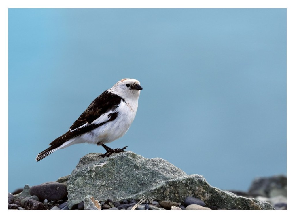 Śnieguła (zwyczajna) (Plectrophenax nivalis), 
Islandia 2026.06