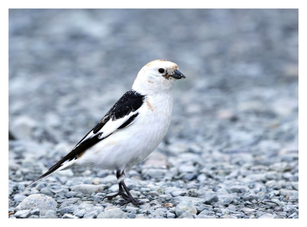 Śnieguła (zwyczajna) (Plectrophenax nivalis), 
Islandia 2026.06