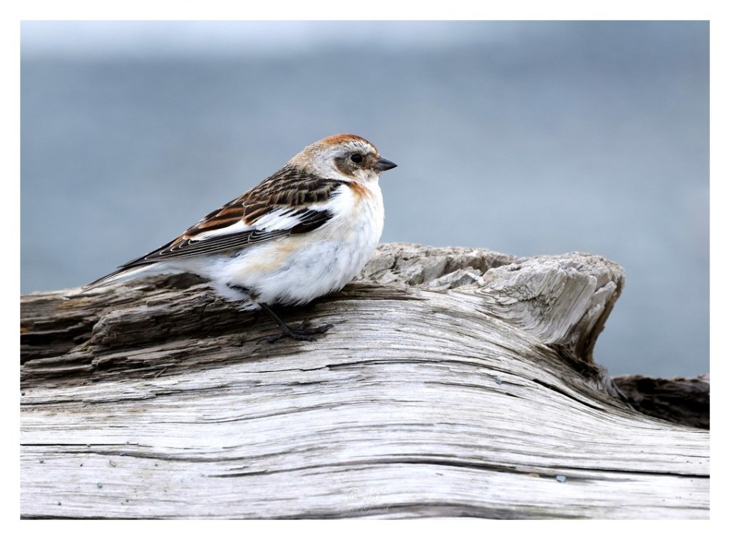 Śnieguła (zwyczajna) (Plectrophenax nivalis), Islandia 2026.06