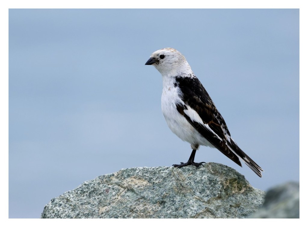 Śnieguła (zwyczajna) (Plectrophenax nivalis), 
Islandia 2026.06