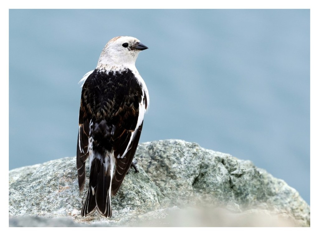 Śnieguła (zwyczajna) (Plectrophenax nivalis), 
Islandia 2026.06