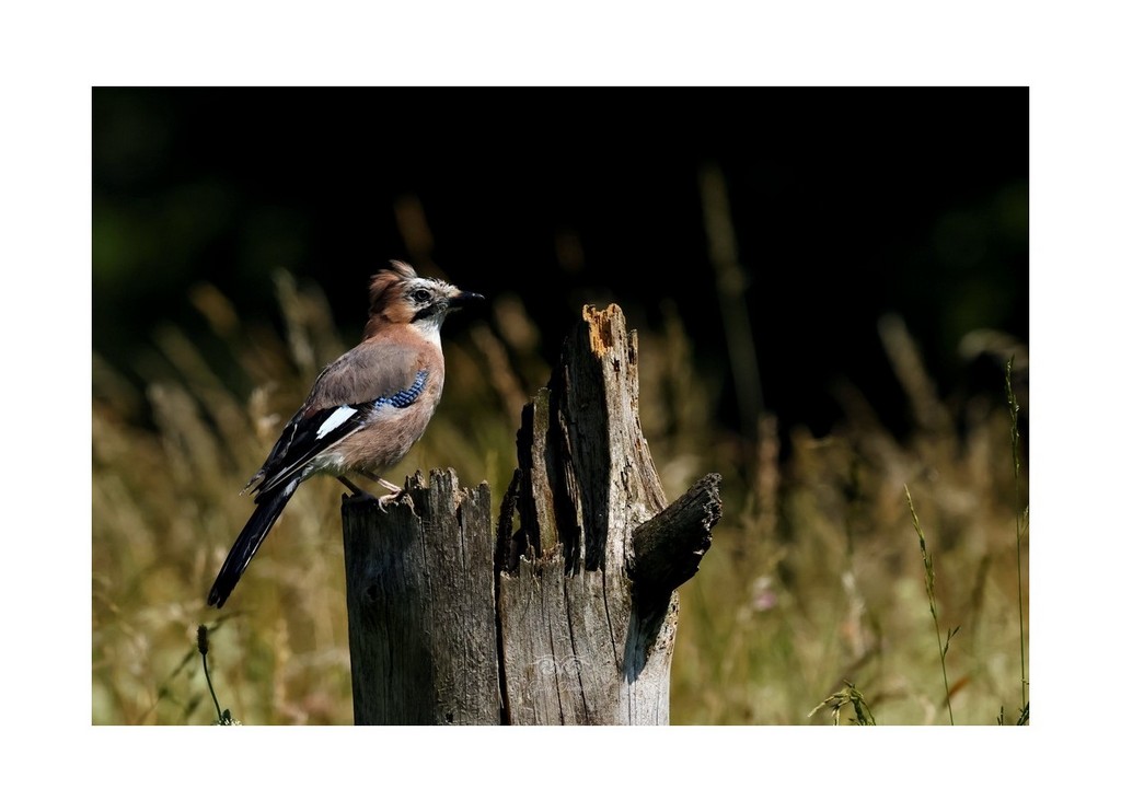 Sójka (zwyczajna), sójka, sójka żołędziówka (Garrulus glandarius), Polska 2026.06