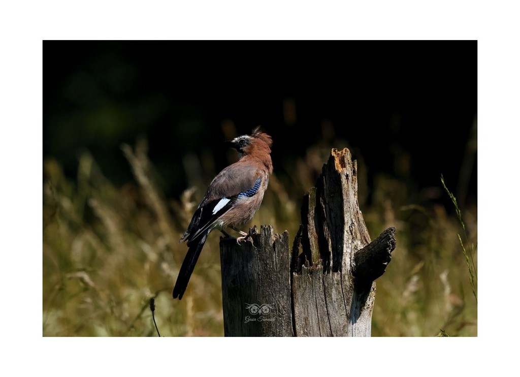 Sójka (zwyczajna), sójka, sójka żołędziówka (Garrulus glandarius), Polska 2026.06