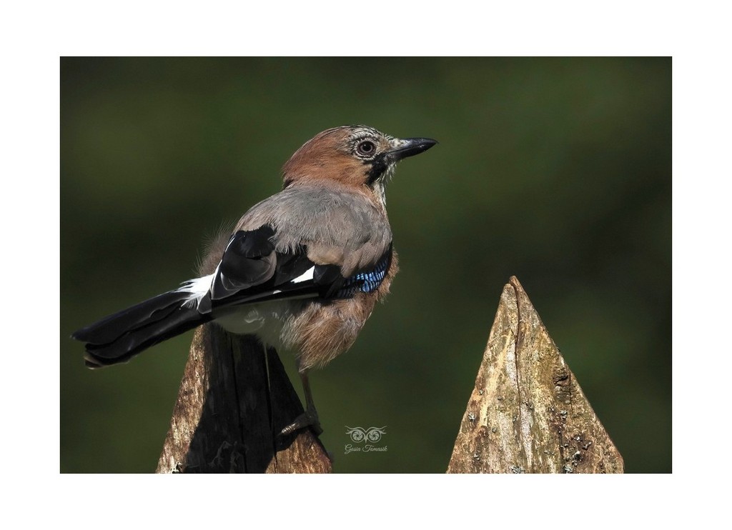 Sójka (zwyczajna), sójka, sójka żołędziówka (Garrulus glandarius), Polska 2026.06