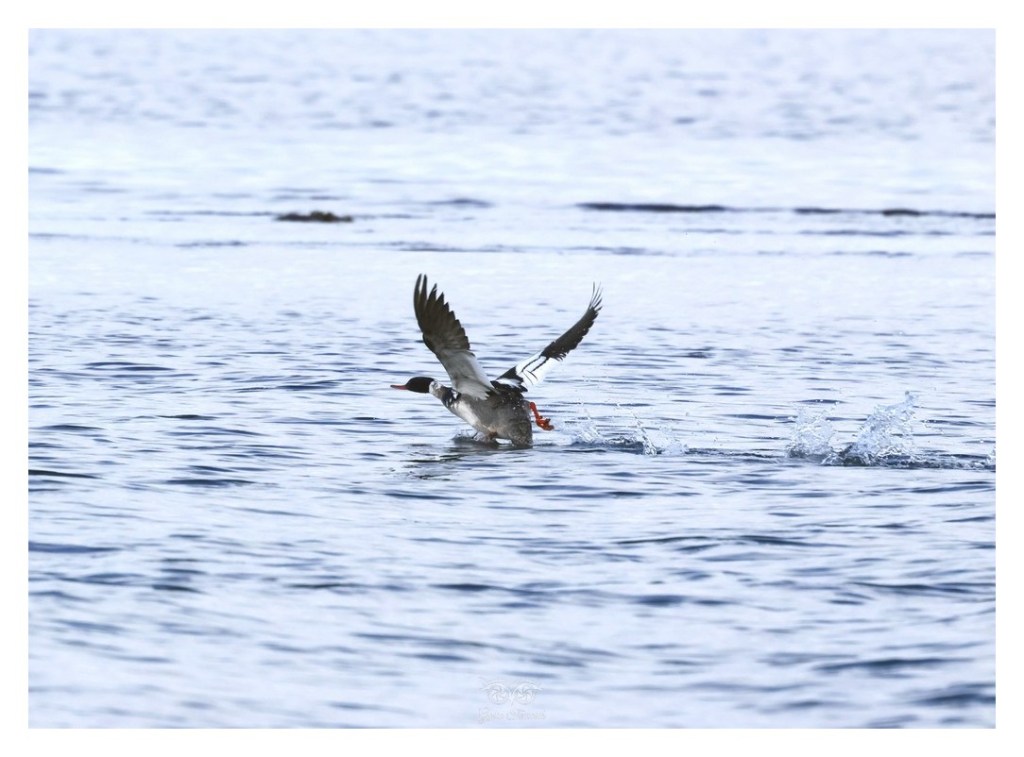 Szlachar, tracz długodzioby, długodziób (Mergus serrator), Islandia 2026.06
