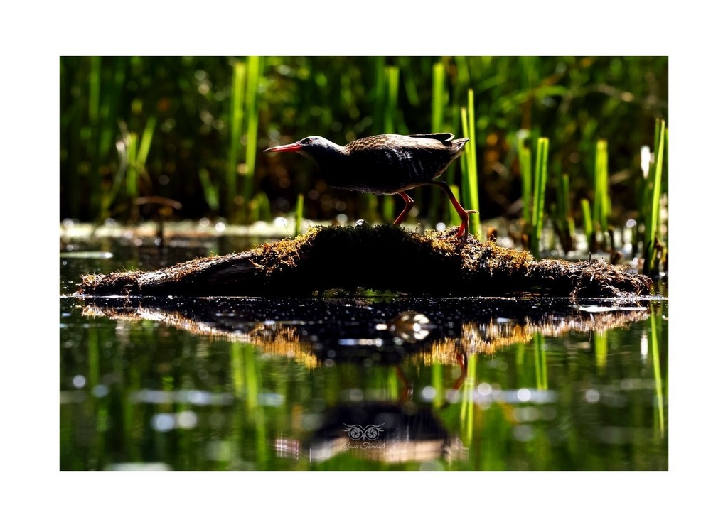 Wodnik (zwyczajny) (Rallus aquaticus),
Polska 2026.06