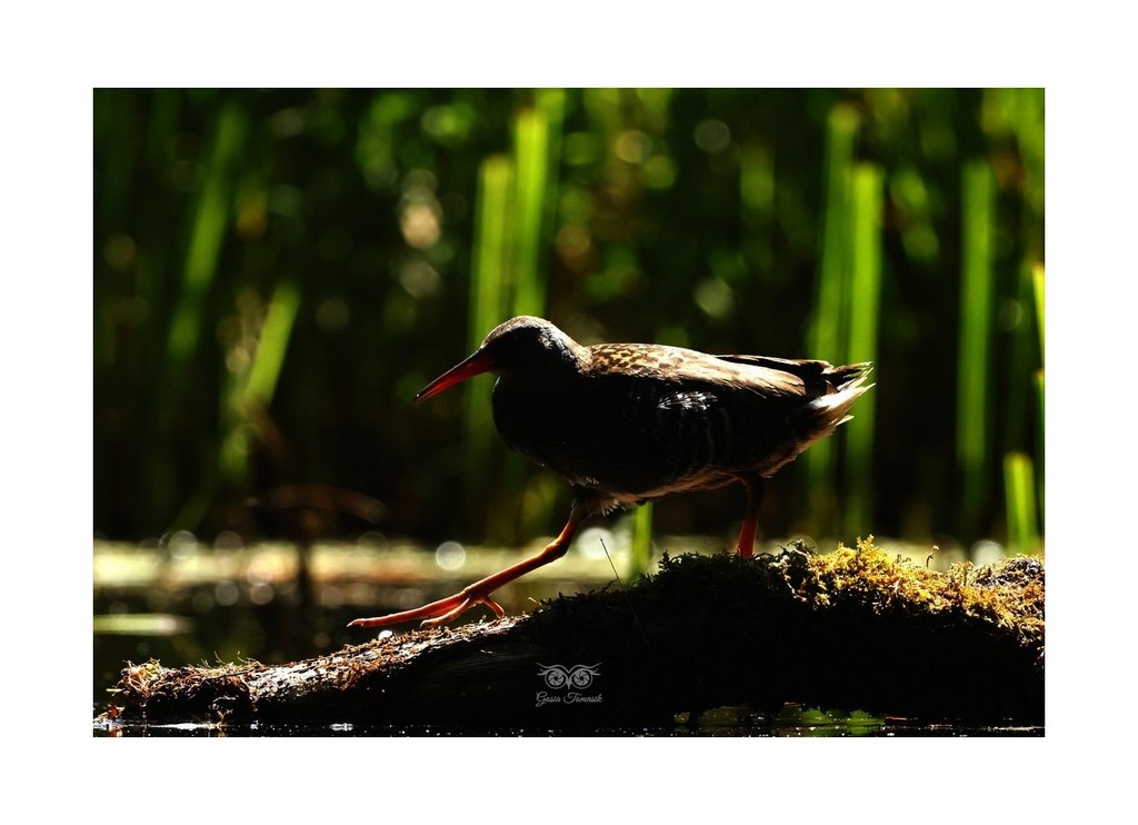 Wodnik (zwyczajny) (Rallus aquaticus),
Polska 2026.06