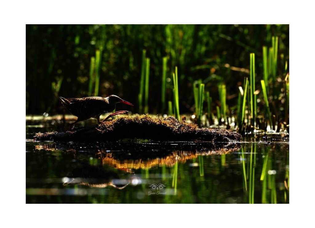 Wodnik (zwyczajny) (Rallus aquaticus), Polska 2026.06
