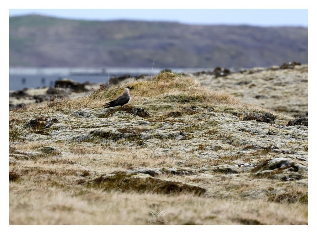 Wydrzyk ostrosterny, wydrzyk pasożytny (Stercorarius parasiticus), Islandia 2026.06