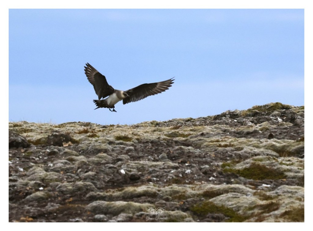 Wydrzyk ostrosterny, wydrzyk pasożytny (Stercorarius parasiticus), Islandia 2026.06
