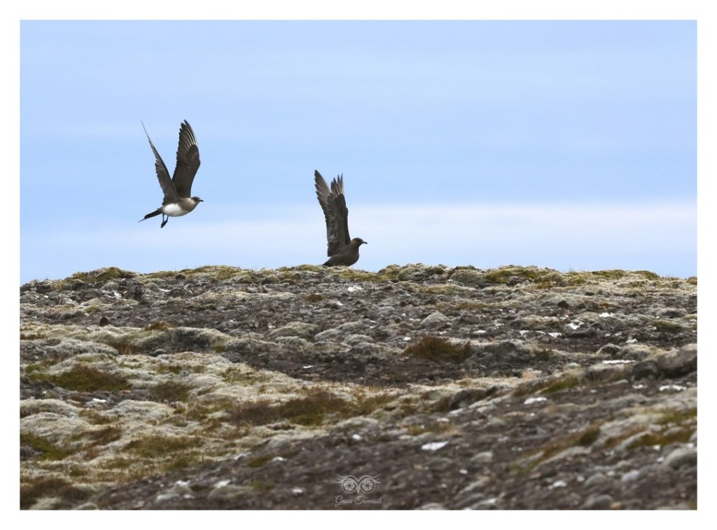Wydrzyk ostrosterny, wydrzyk pasożytny (Stercorarius parasiticus), Islandia 2026.06
