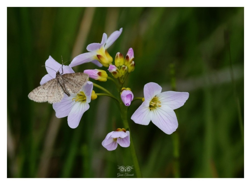 Miernikowcowate, miernikowce (Geometridae), Islandia 2026.06