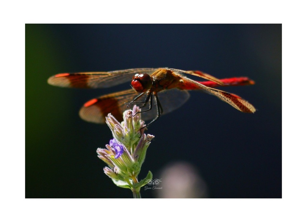 Szablak przepasany, szablak przewiązany, szablak górski (Sympetrum pedemontanum)