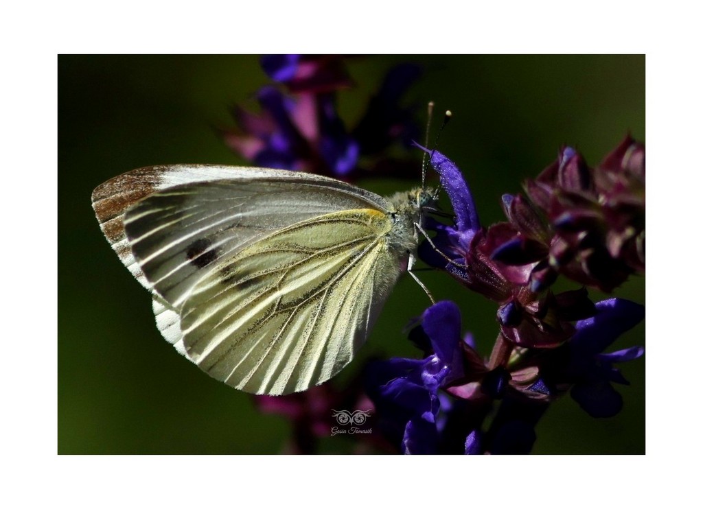 Bielinek bytomkowiec (Pieris napi)