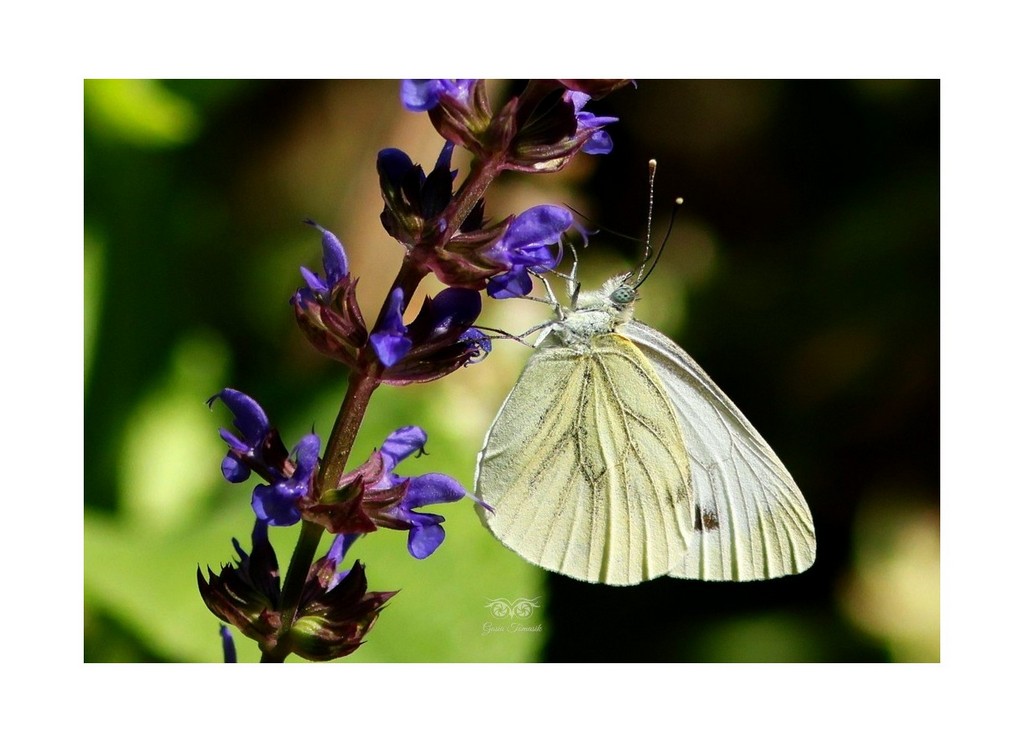 Bielinek bytomkowiec (Pieris napi)