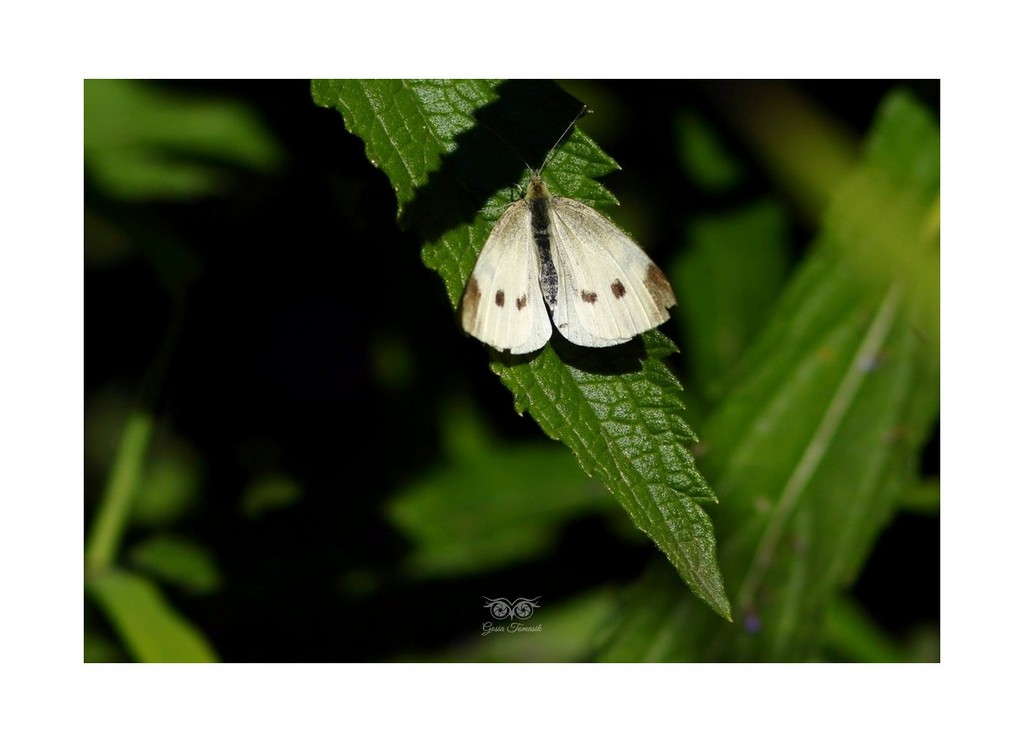 Bielinek kapustnik (Pieris brassicae)