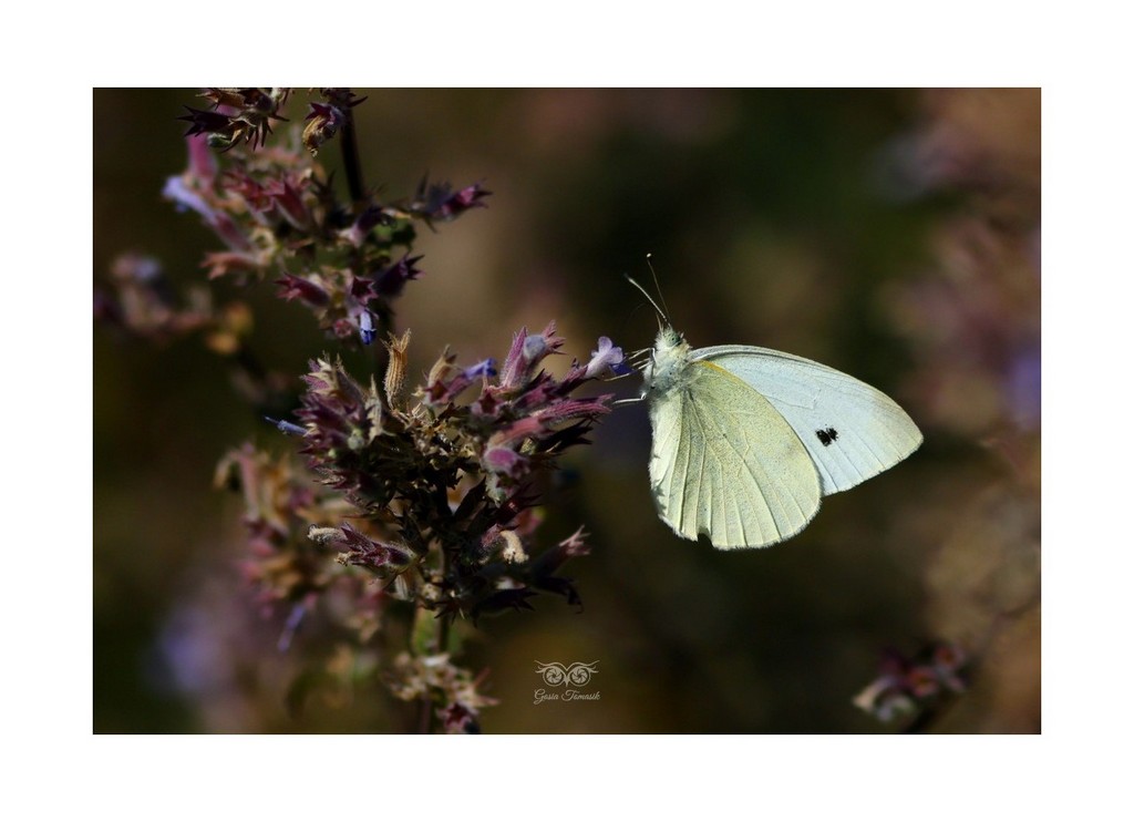 Bielinek rzepnik (Pieris rapae syn. Artogeia rapae) 