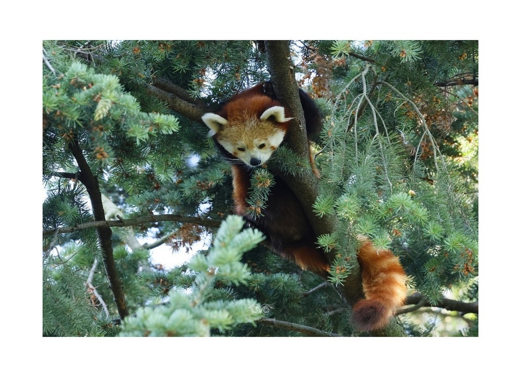 Pandka ruda (Ailurus fulgens)