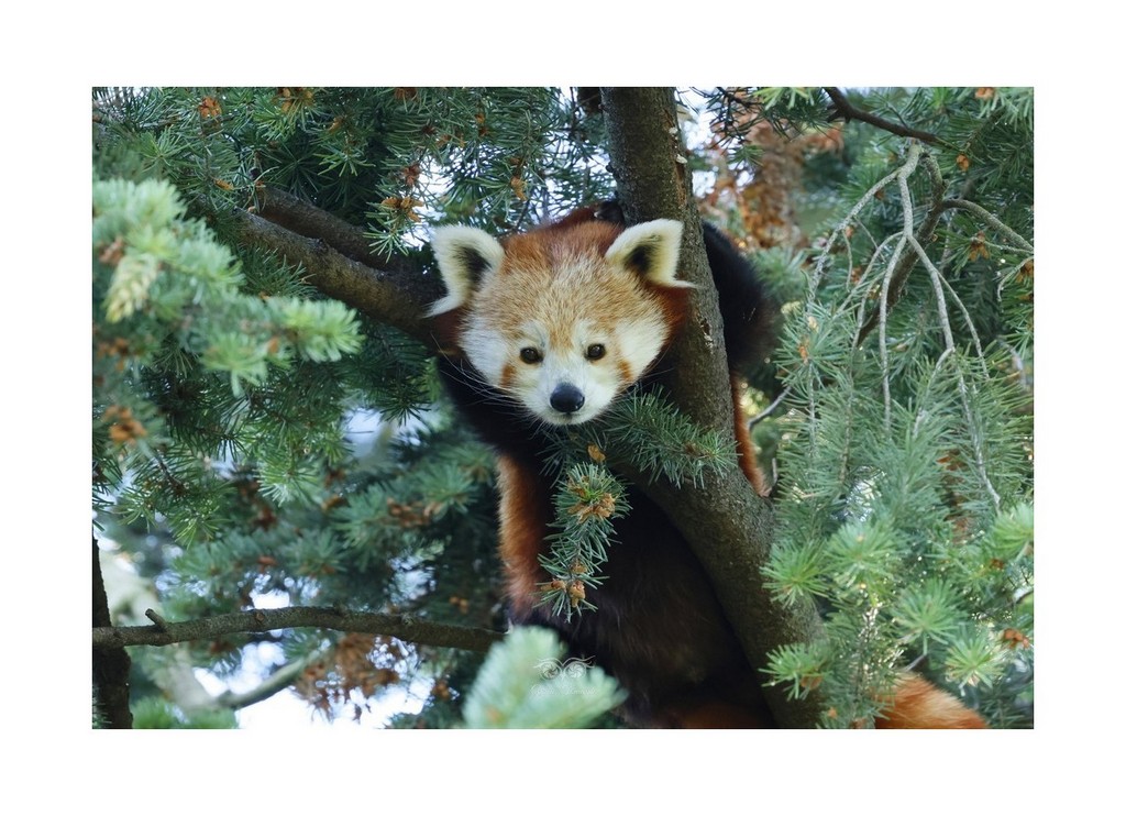 Pandka ruda (Ailurus fulgens)