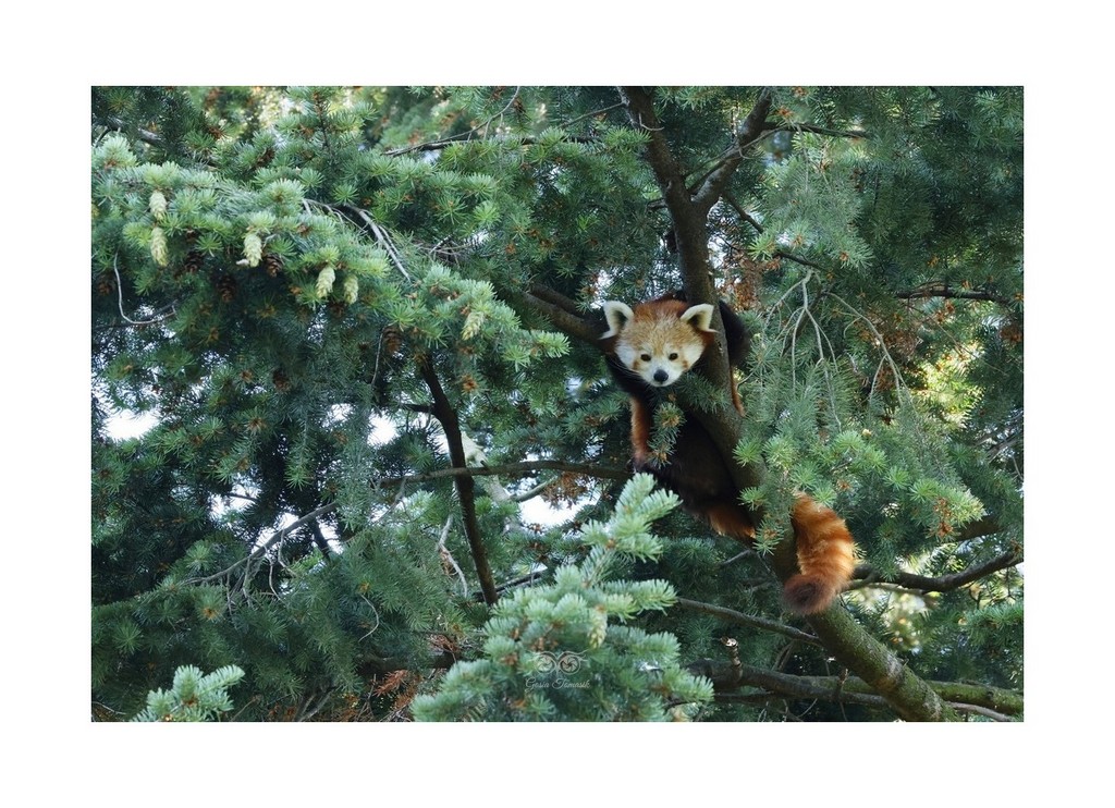 Pandka ruda (Ailurus fulgens)
