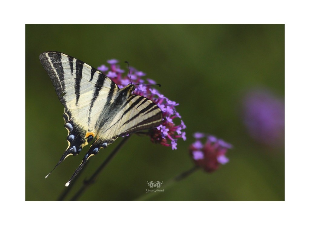 Paź królowej (Papilio machaon) 