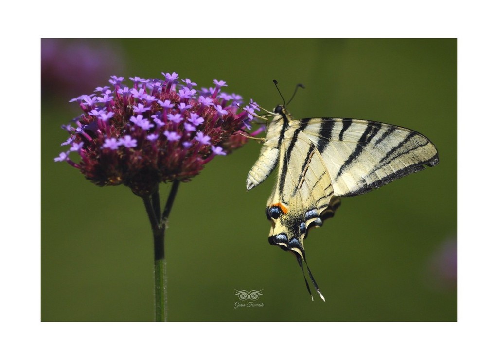 Paź królowej (Papilio machaon) 