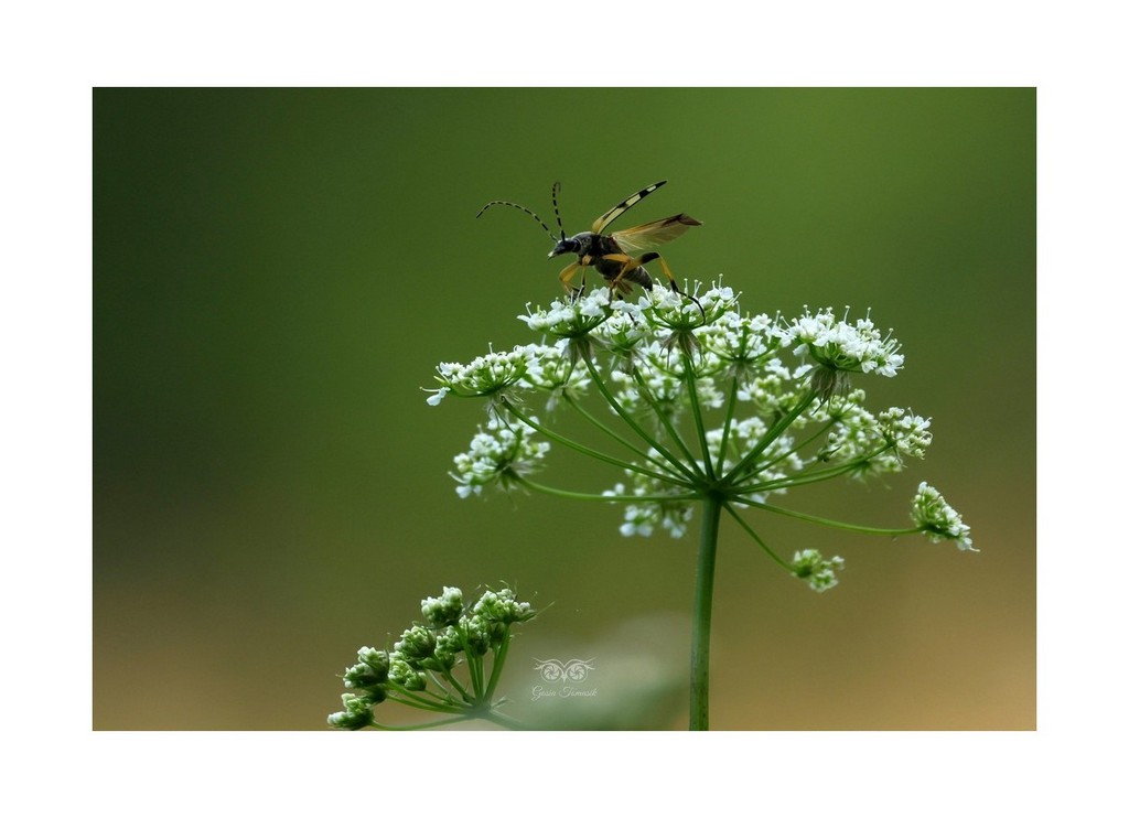 Baldurek pstrokaty, strangalia plamista, pętlak pstrokaty (Rutpela maculata) 