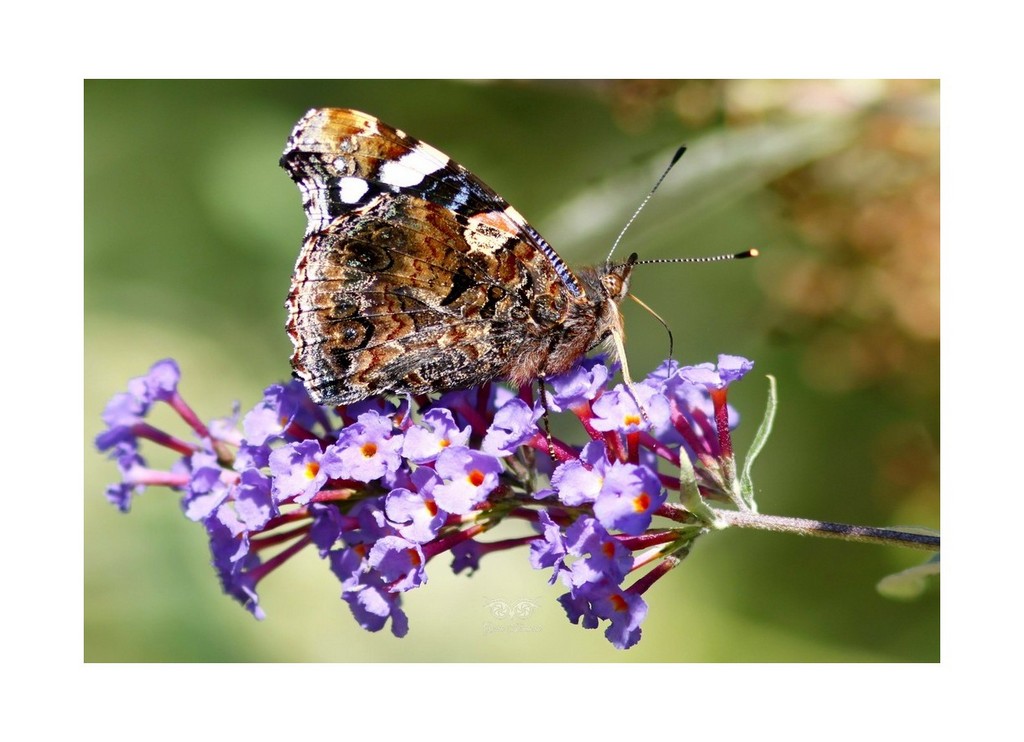 Rusałka admirał (Vanessa atalanta)