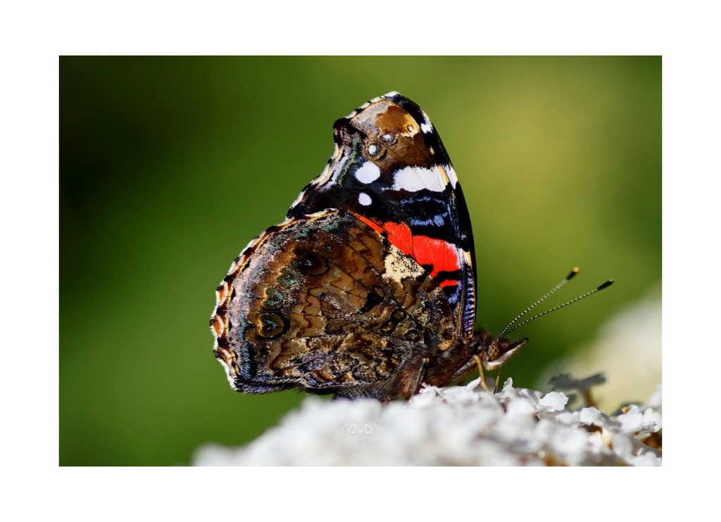 Rusałka admirał (Vanessa atalanta)