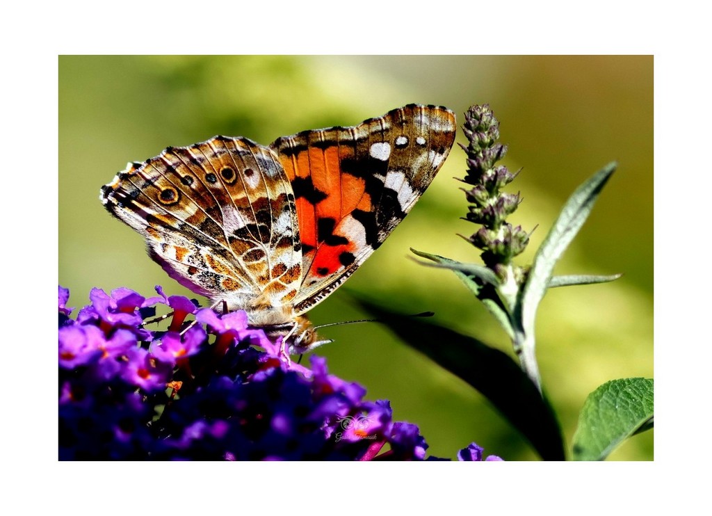 Rusałka osetnik (Vanessa cardui, syn. Cynthia cardui) 