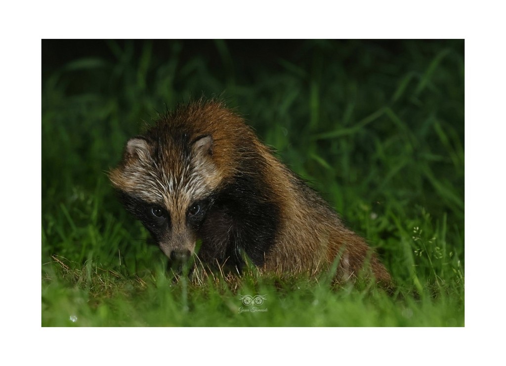 Jenot (Nyctereutes), 2026.08