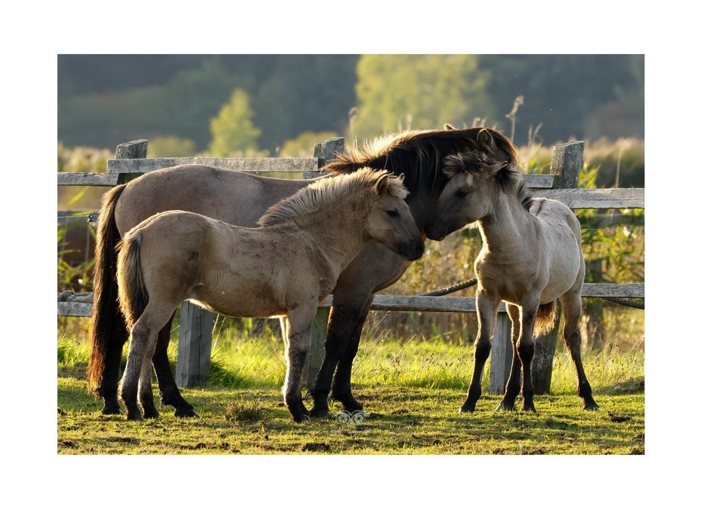 Konik polski, konik biłgorajski, 
2026.09