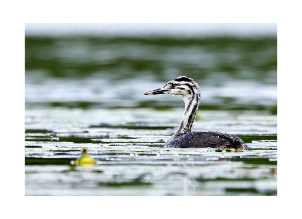 Perkoz dwuczuby (Podiceps cristatus), 
2026.08
