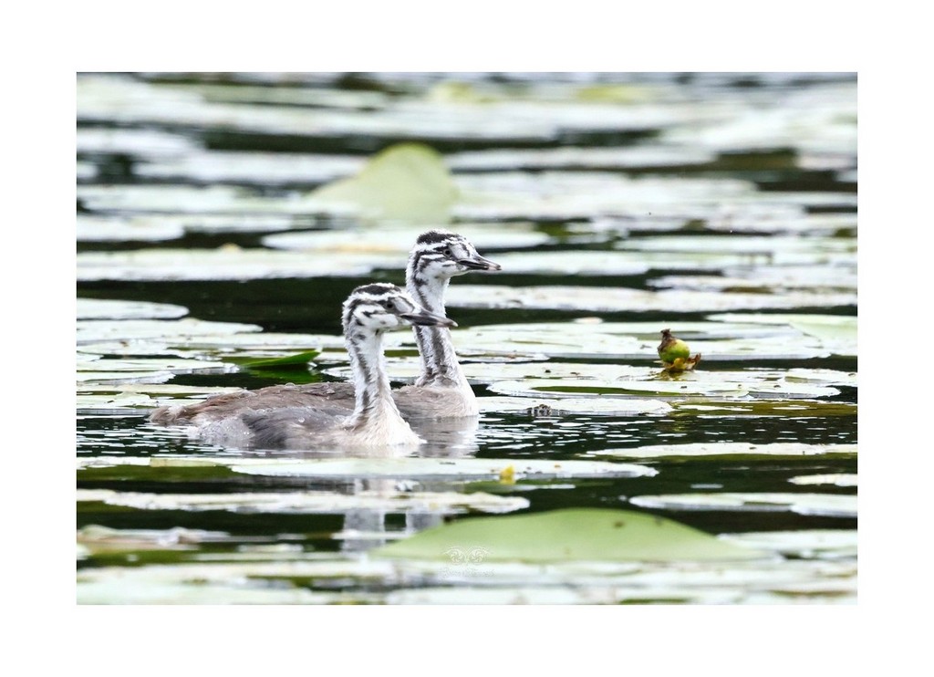Perkoz dwuczuby (Podiceps cristatus), 2026.08