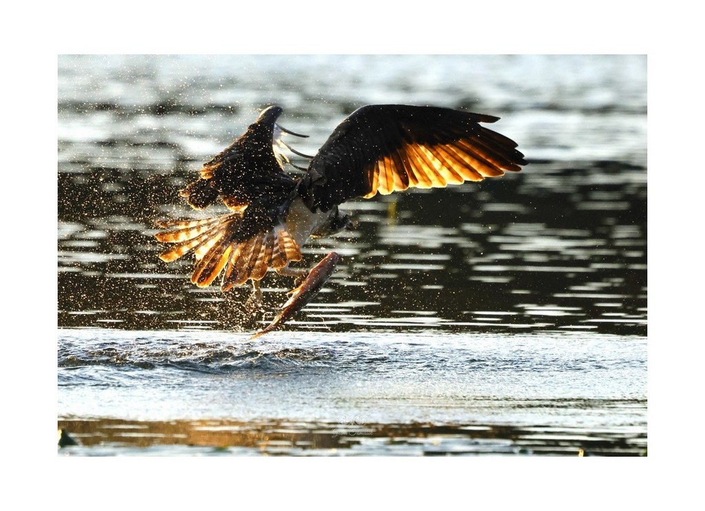 Rybołów (Pandion haliaetus), 
2026.08