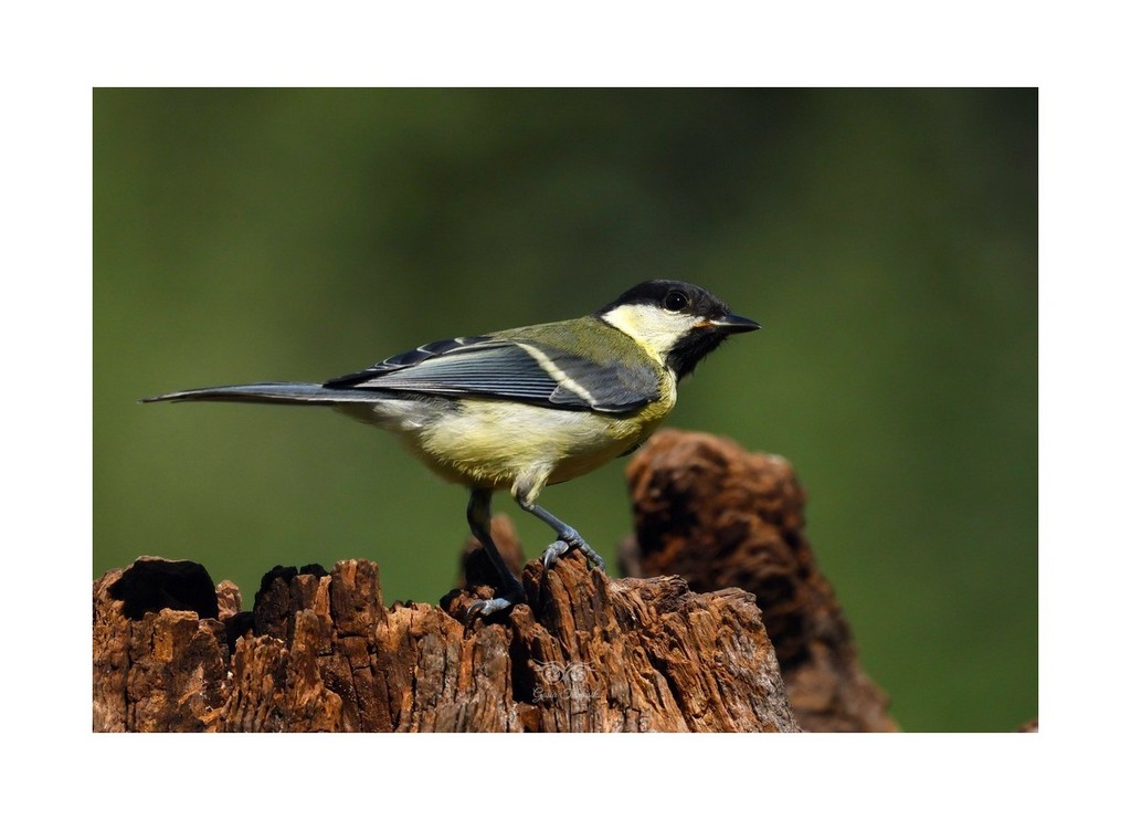 Bogatka (zwyczajna), sikora bogatka
 (Parus major), 2026.08