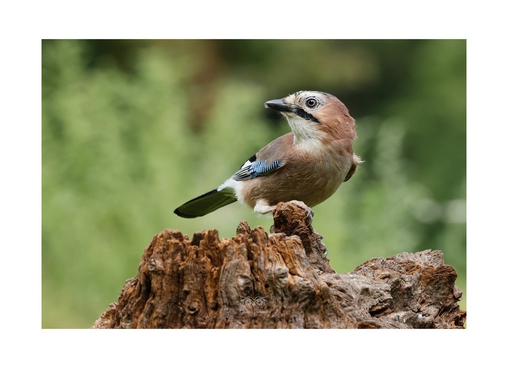 Sójka (zwyczajna), sójka, sójka żołędziówka (Garrulus glandarius), Polska 2026.08