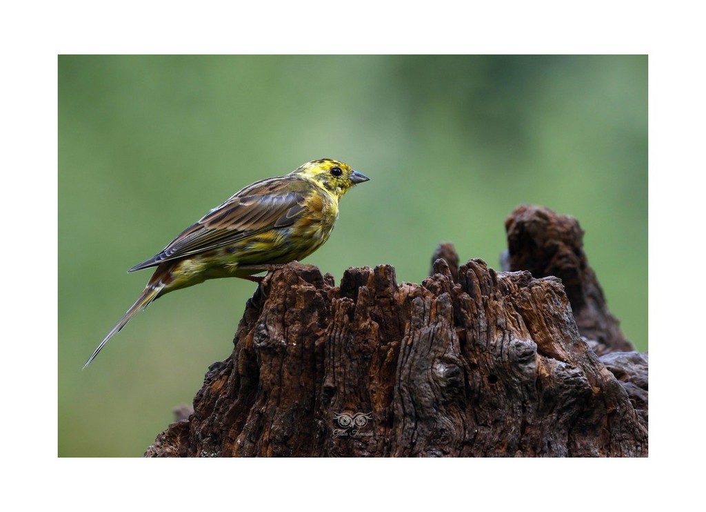 Trznadel zwyczajny, trznadel, trznadel żółtobrzuch
 (Emberiza citrinella), 2026.08