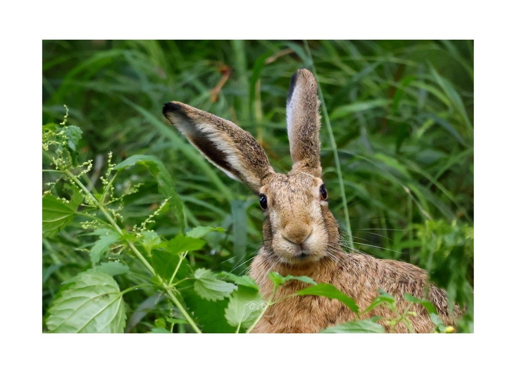 Zając szarak (Lepus europaeus), 2026.08