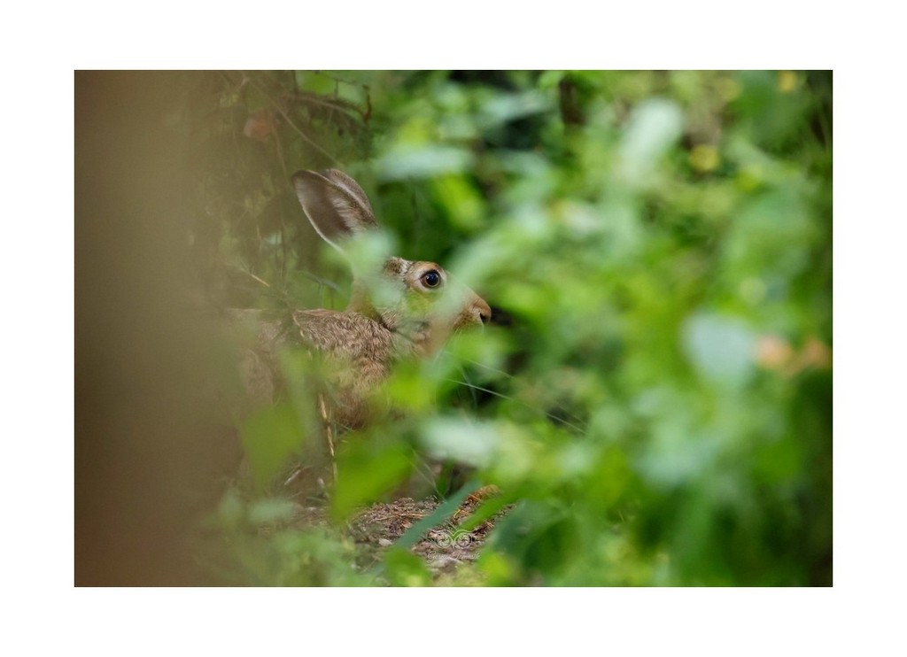 Zając szarak (Lepus europaeus), 2026.08