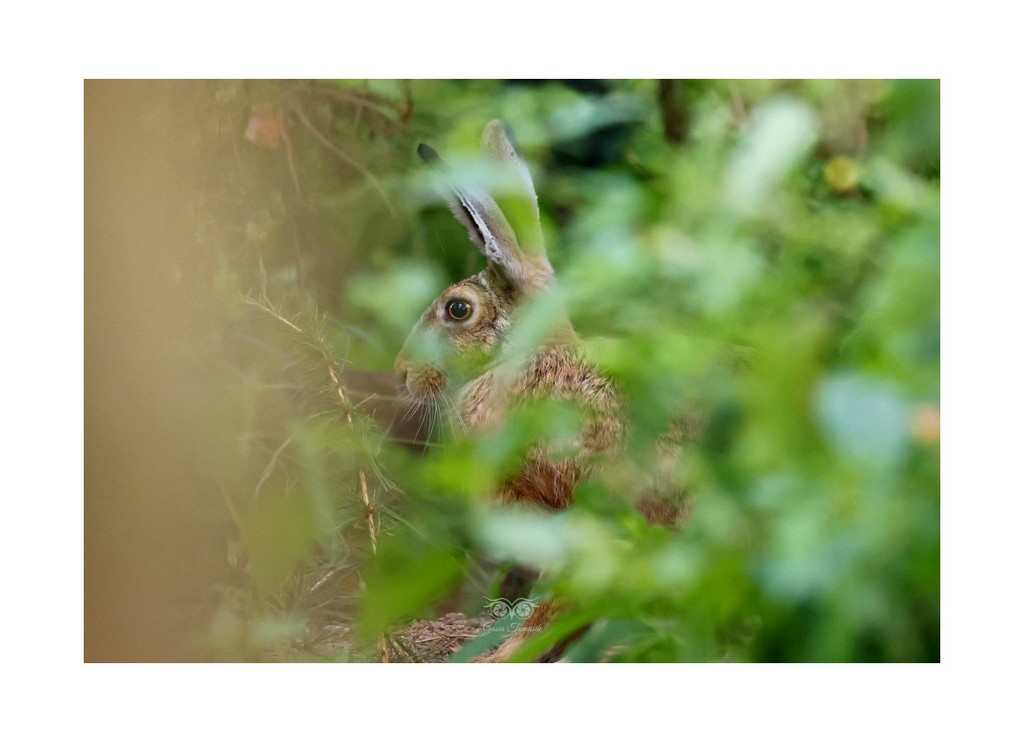 Zając szarak (Lepus europaeus), 2026.08