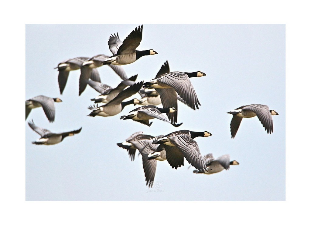 Bernikla białolica (Branta leucopsis), Holandia 
