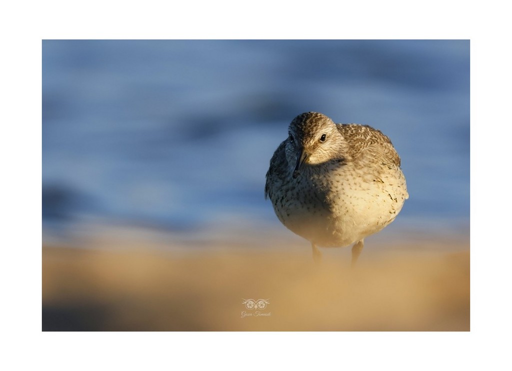 Biegus rdzawy (Calidris canutus), 
2026.09