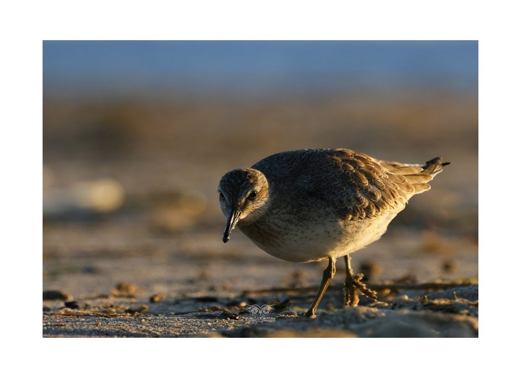 Biegus rdzawy (Calidris canutus), 
2026.09