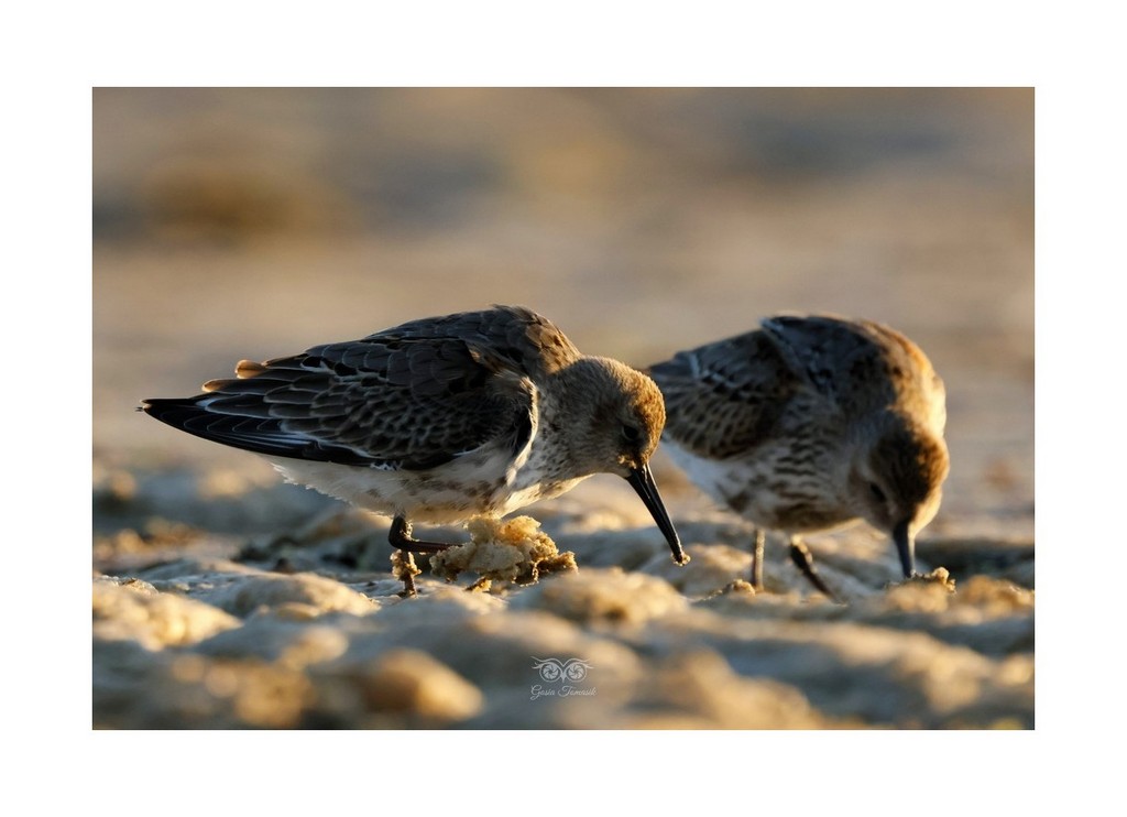 Biegus zmienny (Calidris alpina),
2026.09