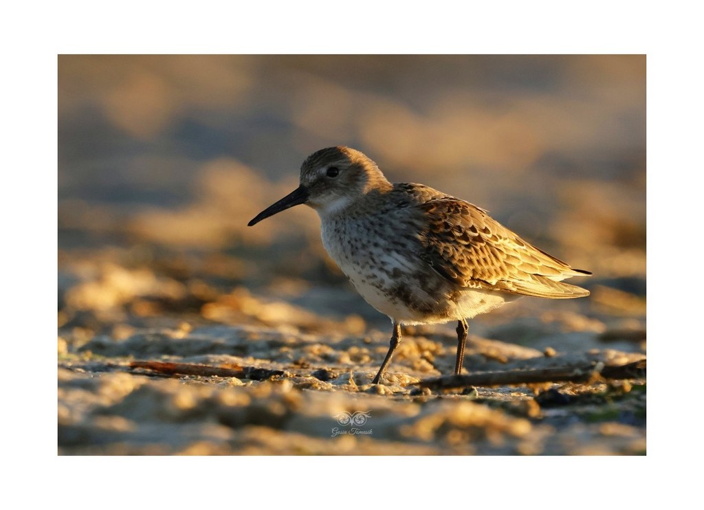 Biegus zmienny (Calidris alpina),
2026.09